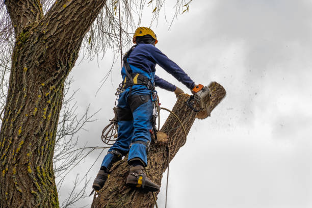 Best Lawn Pest Prevention  in Cedar Bluff, AL