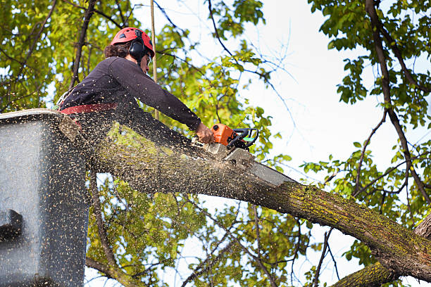 Best Tree Health Inspection  in Cedar Bluff, AL