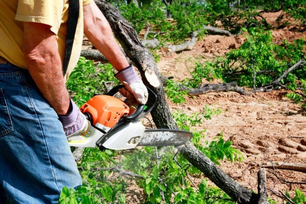 Best Soil Testing and Treatment  in Cedar Bluff, AL